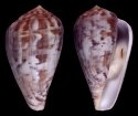 aulicus