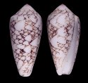 praelatus