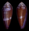 victoriae albinistic