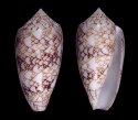 praecellens