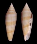 adamsonii