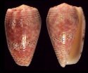 adamsonii
