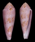 aulicus propenudus