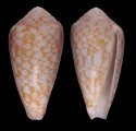 articulatus var.