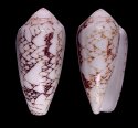 mitratus