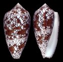 maldivus spirogloxus