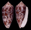 arenatus