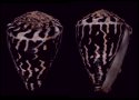 capitaneus