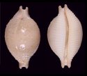 capitaneus