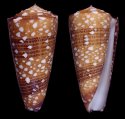 algoensis scitulus