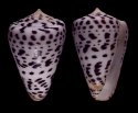 planorbis