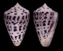 planorbis vitulinus