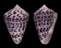 planorbis vitulinus