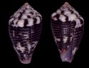 ferrugineus