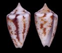 circumactus