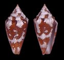 saragasae