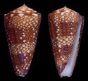 algoensis simplex