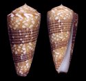 algoensis simplex