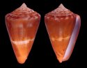selenae