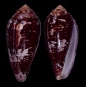 wakayamensis nereis