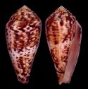 quasimaginficus