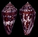 canonicus