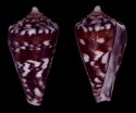canonicus