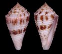 acutangulus