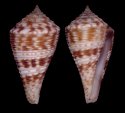 acutangulus