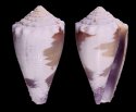 verdensis furnae
