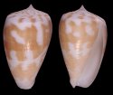 atractus