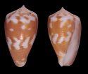 atractus
