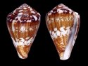cholmondeleyi