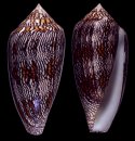 arcuatus