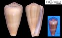 insculptus