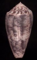 achatinus