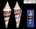 bullatus