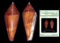 australis