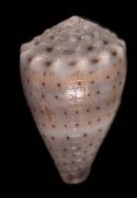 abbreviatus