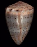 abbreviatus
