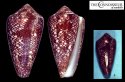 violaceus