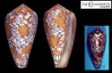 rubiginosus