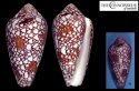 chytreus