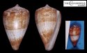 pertusus