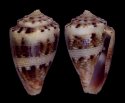 rubiginosus
