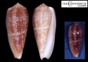 tenuistriatus