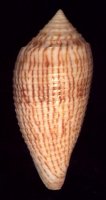 gabryae