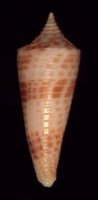 aculeiformis