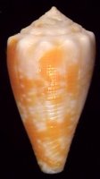 cernicus