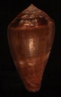 aemulus